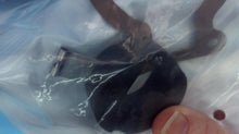 Johnson Evinrude OMC 439072 Carburetor Repair Kit
