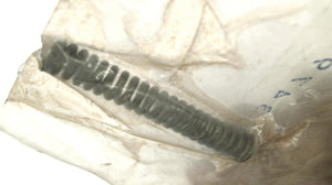 Mercury 24-33479 Spring